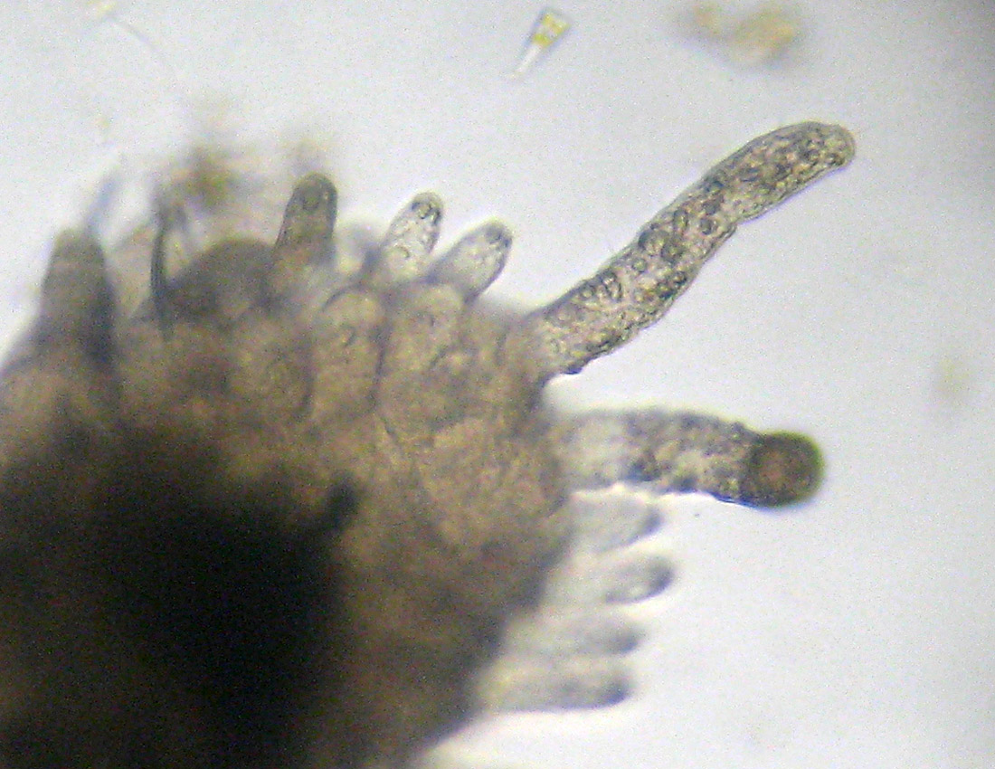 Anellidi policheti quasi microscopici